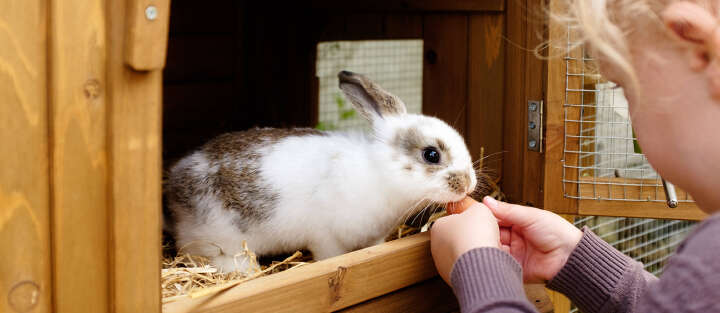 maedchen fuettert Hase 1700x740